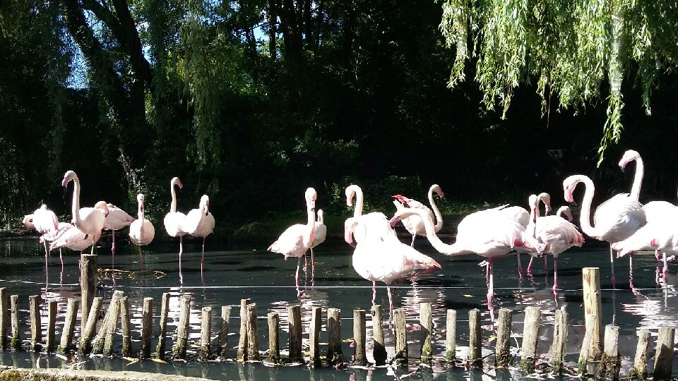 Visite du zoo