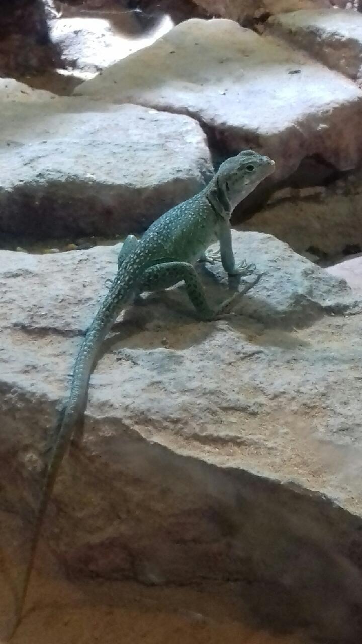 Visite du zoo